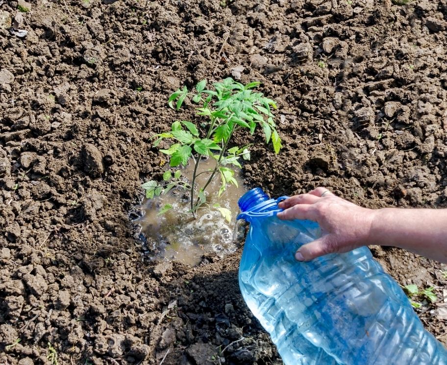 Is Softened Water Safe for Plants?